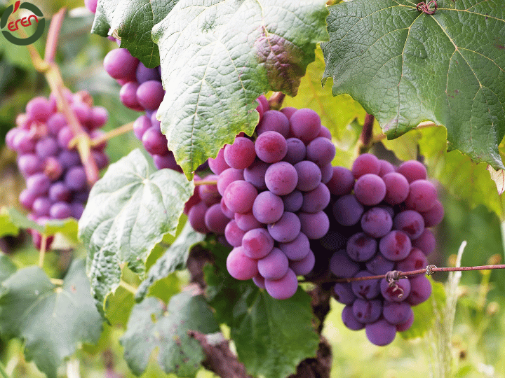 Biggest Exporter of Grapes: Fresh and Organic Options