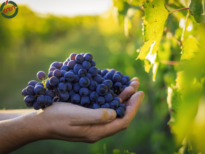 All about Grape Harvest Time and Making Grape Picking Season Special