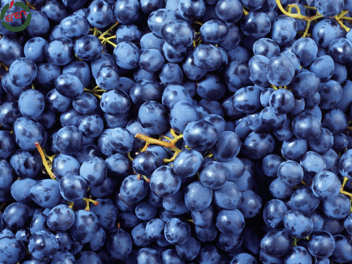 Best Black Grapes Wholesale Price: Why Buy Bulk Grapes Today?