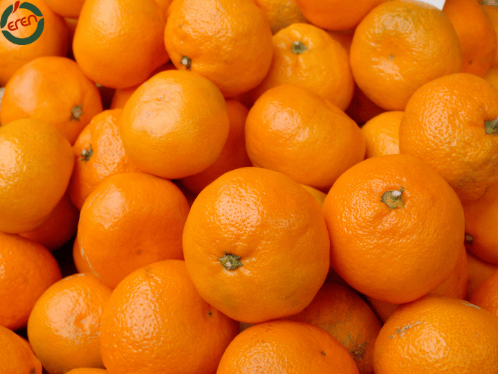 A Guide to Juicy Murcott Tangerine and Satsuma Mandarin Varieties